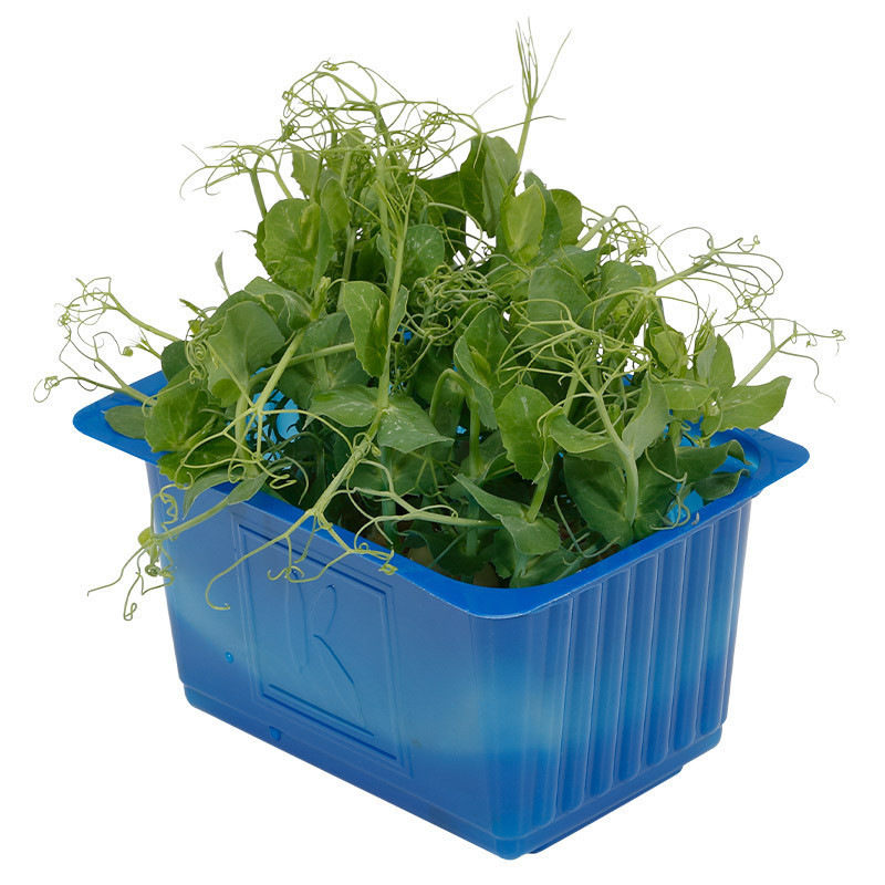 Affila Cress