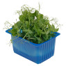 Affila Cress