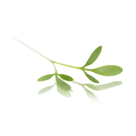 Micro Greek Cress