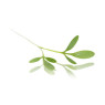 Micro Greek Cress