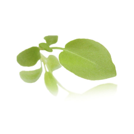 Micro Lemon Sorrel