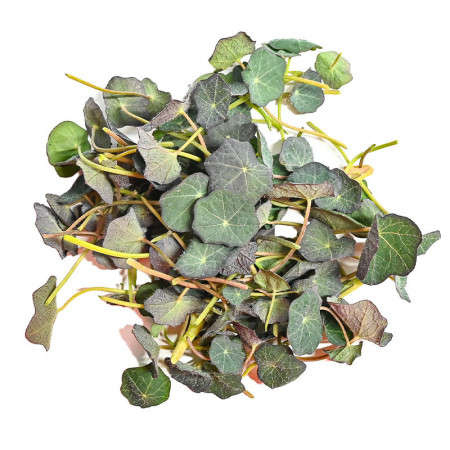 Blue Nasturtium Leaves