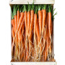 Eric Roy Baby Orange Carrot