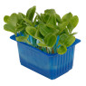 Borage