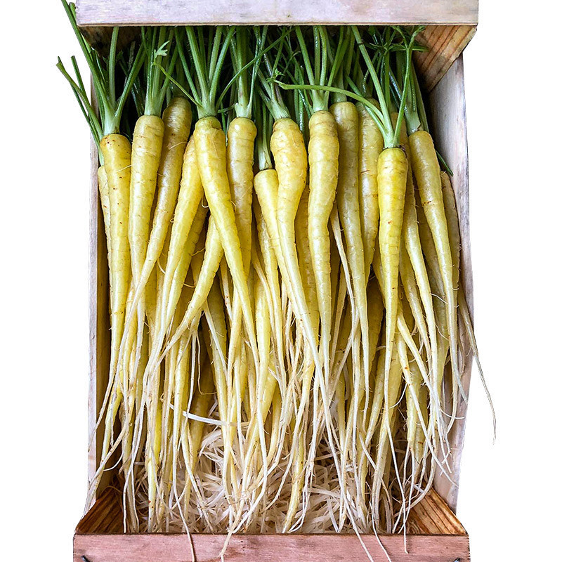 Eric Roy Baby Yellow Carrot