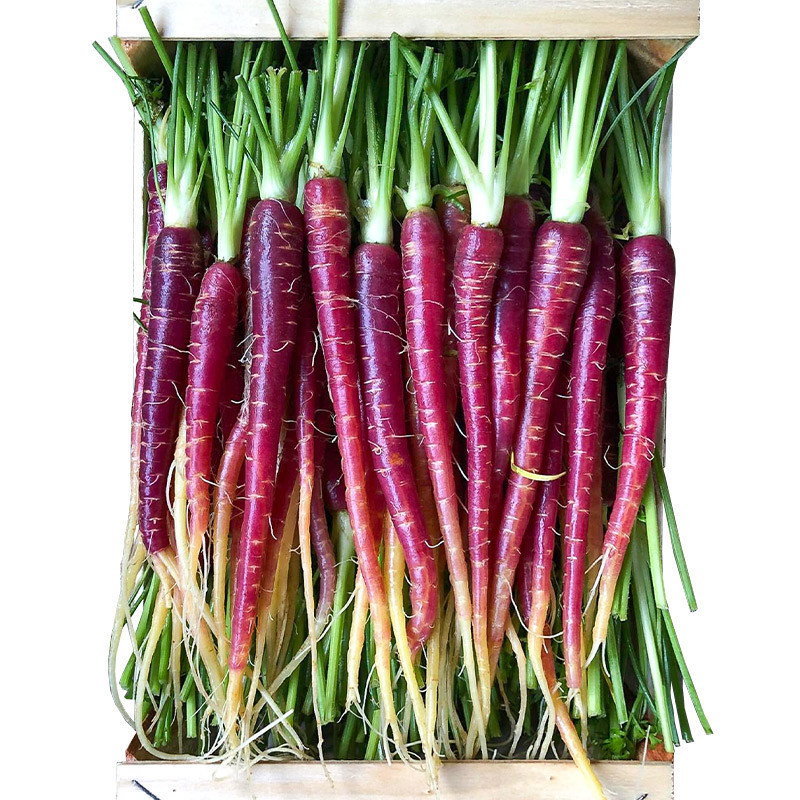 Eric Roy Purple Baby Carrot