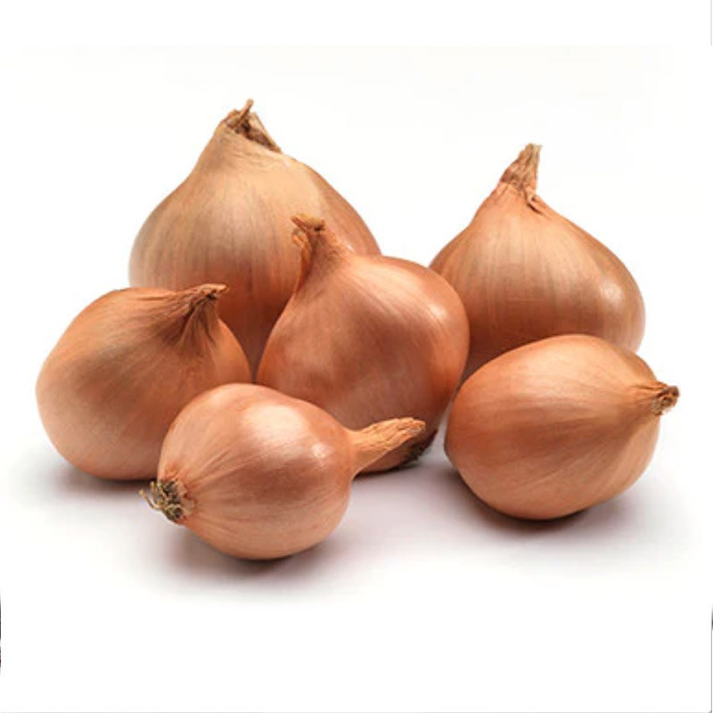 Round Shallot