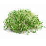 Alfalfa