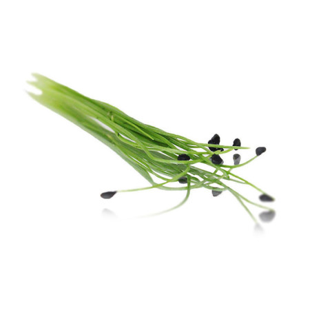 Micro Garlic Chives