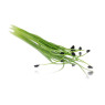 Micro Garlic Chives