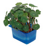 Zorri Cress