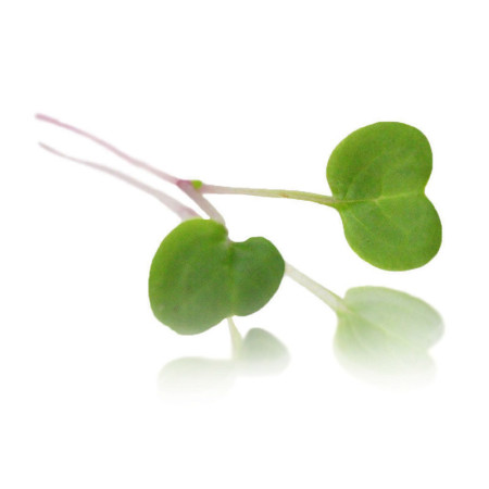 Micro Radish Pink Stem