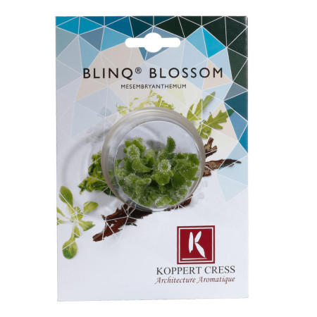 BlinQ Blossom