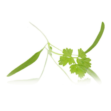 Micro Chervil