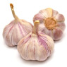 Pink Lautrec Garlic