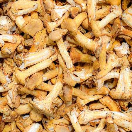 Frozen Girolle Mushrooms