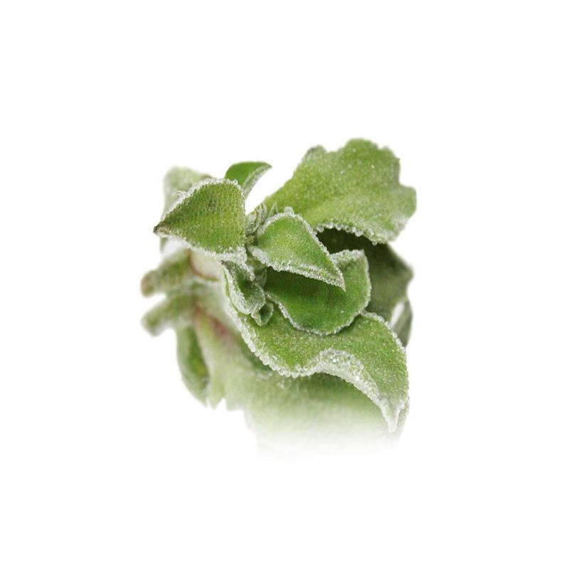 Ice Plant