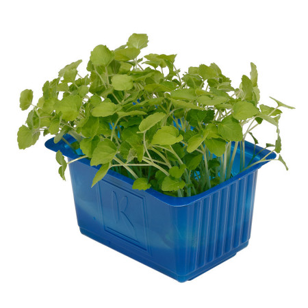 Atsina Cress