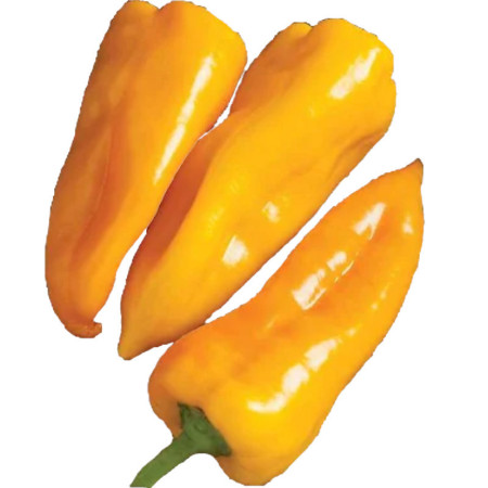 Yellow Italian Pepper