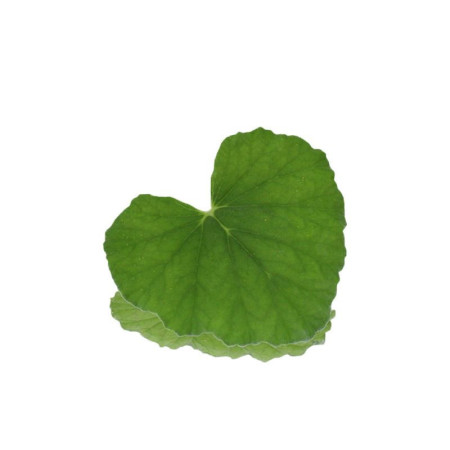 Geranium Leaves