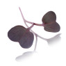 Micro Radish Crimson Cress
