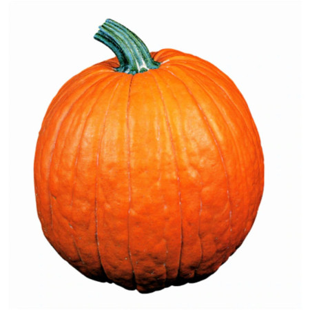Large Halloween Pumpkin