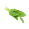 Sea Aster