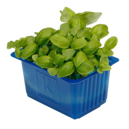 Basil Cress