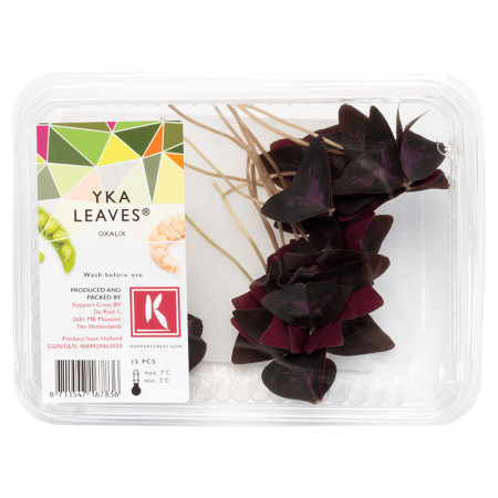 Yka Leaves (Oxalis Red)