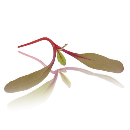 Micro Blood Chard Bulls