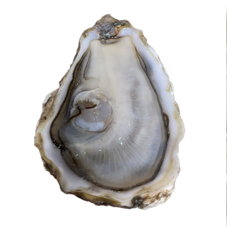 Black Pearl Oysters N2