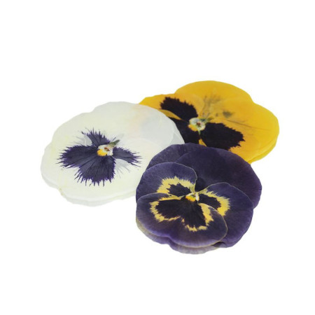 Pressed Pansy Flowers