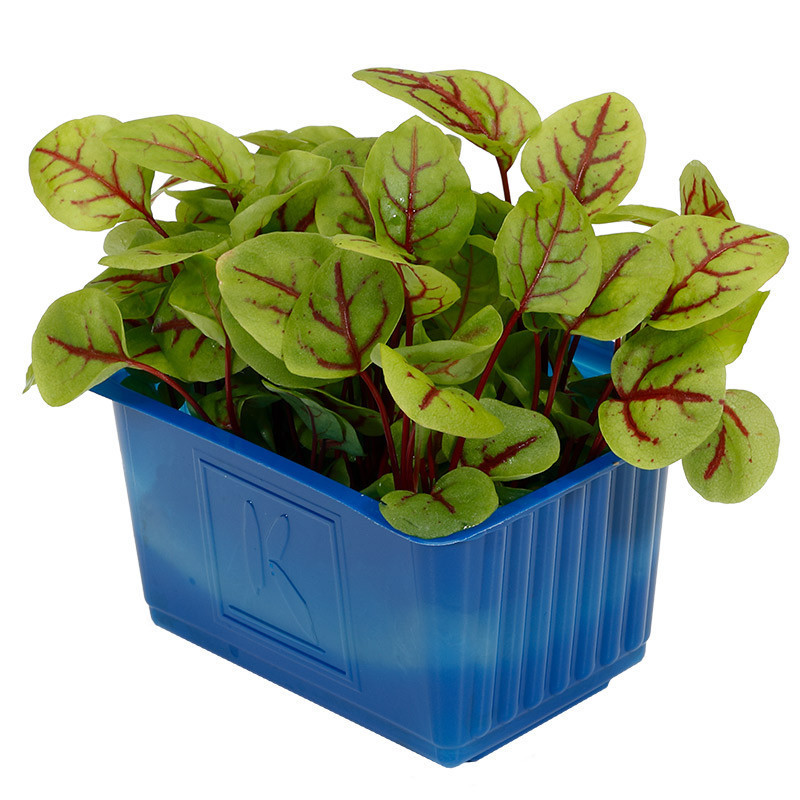 Vene Cress
