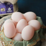 St Ewe Dabbling Ducks Eggs