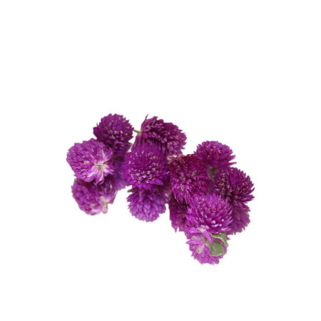 Amaranth Pom Pom Dried Flower