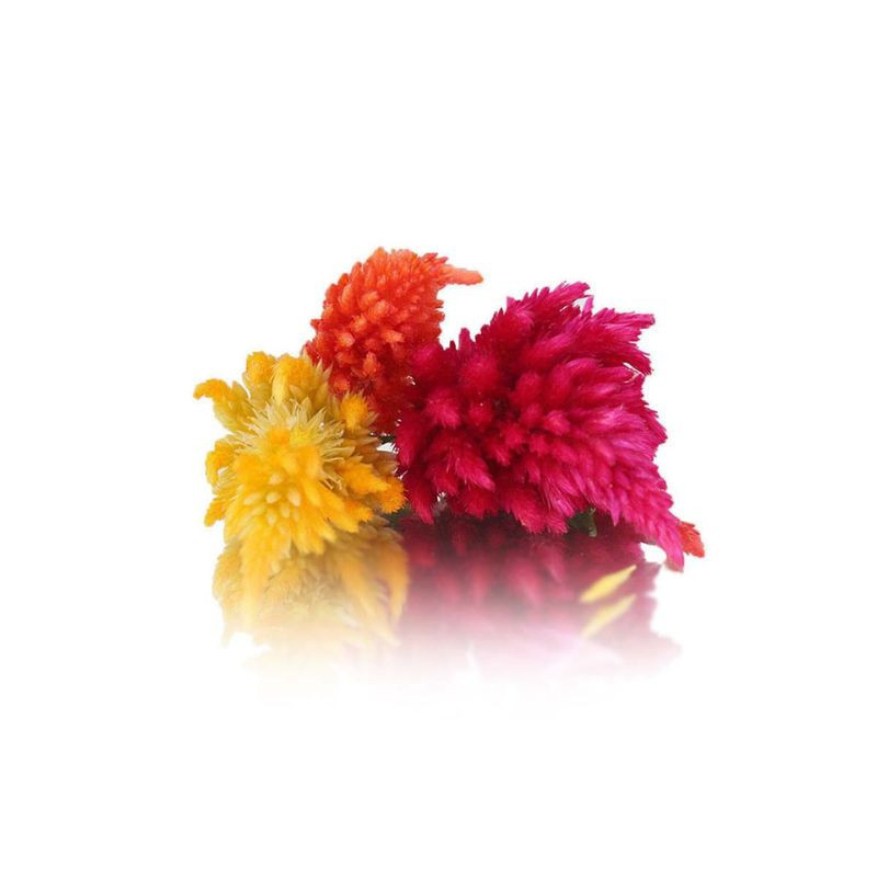 Fire Feather Flower