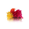 Fire Feather Flower