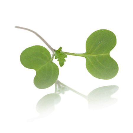 Micro Broccoli
