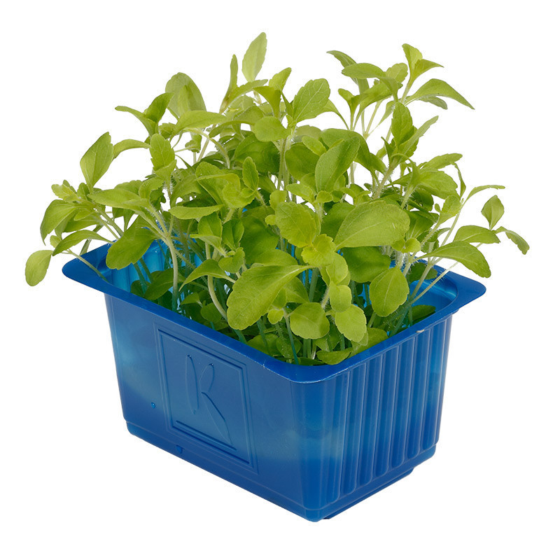 Honny Cress