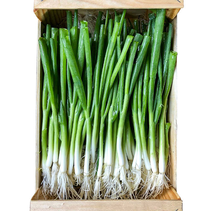 Eric Roy Baby Leek