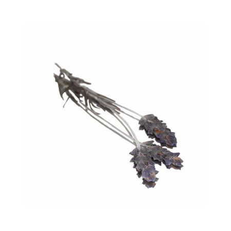 Lavender Pressed Flower