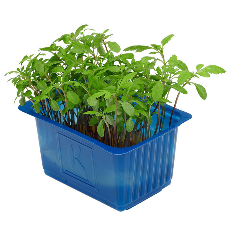 Aclla Cress