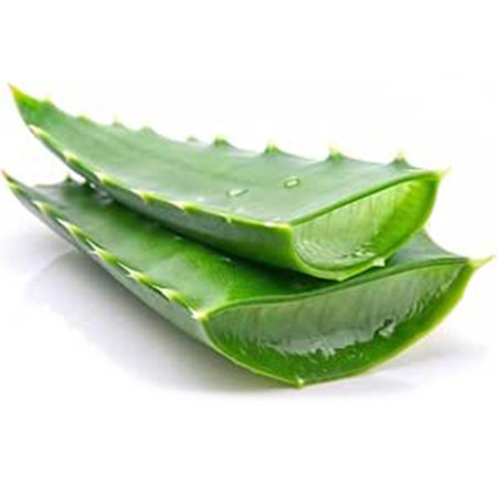 Aloe Vera Leaves
