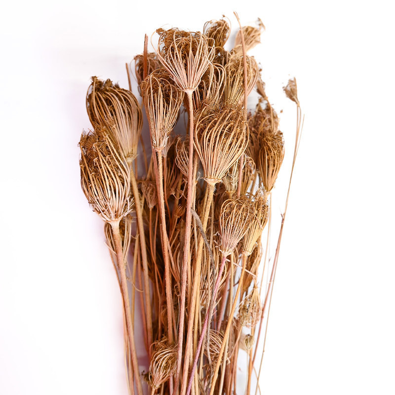 Dry Fennel