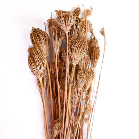 Dry Fennel
