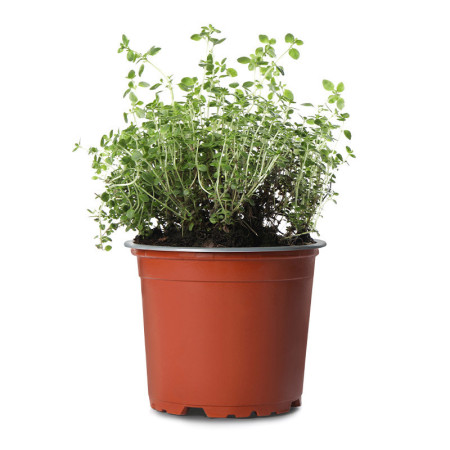 Potted Thyme