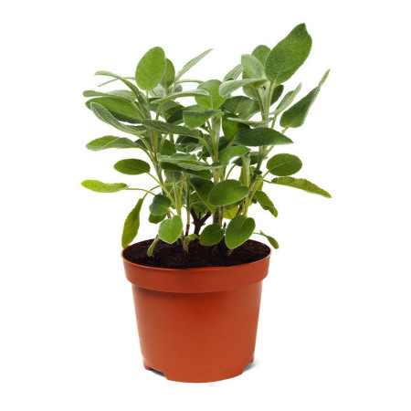 Potted Sage