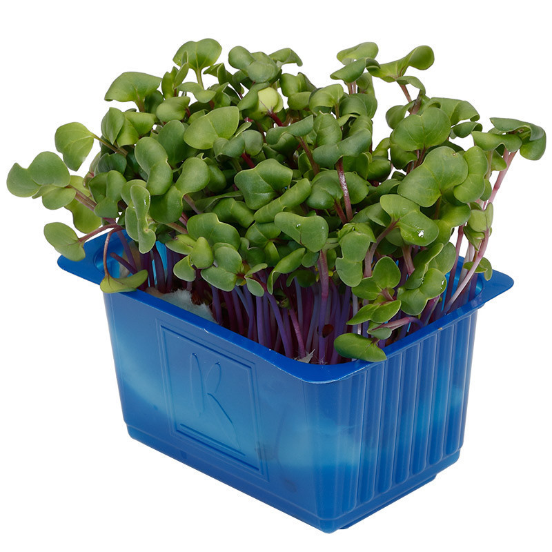 Chilli Cress