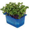 Chilli Cress