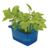 Lemon Cress